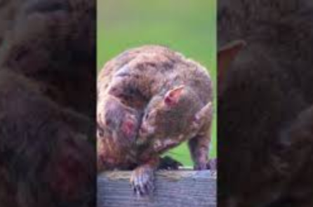 “Sóc zombie” đầy mụn cóc rỉ mủ lẩn khuất trong sân vườn ở Mỹ