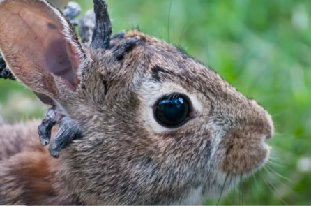 Xuất hiện ‘thỏ Frankenstein’ tại Fort Collin – Colorado 