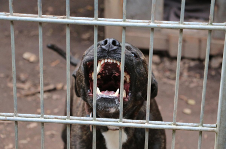 TP.HCM: Hai người tử vong do bệnh dại