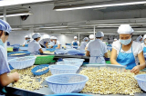 Xuất khẩu hạt điều đạt 2,8 tỷ USD nhờ giá tăng cao trong 7 tháng