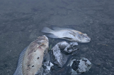 Khoảng 300kg cá chết ở hồ Trúc Bạch (Hà Nội)