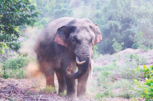 Việt Nam chỉ còn dưới 200 con voi hoang dã