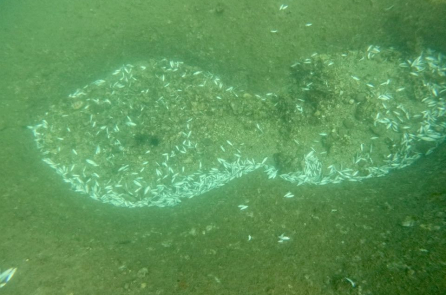 Hiện tượng cá chết hàng loạt ở Hòn Bạc: Sở NN-MT nói do “cá rơi khi tàu thu lưới”