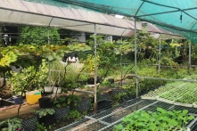 Túi tiền nhỏ, rau an toàn nơi đâu?