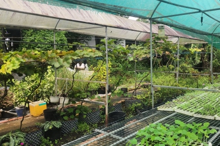 Túi tiền nhỏ, rau an toàn nơi đâu?