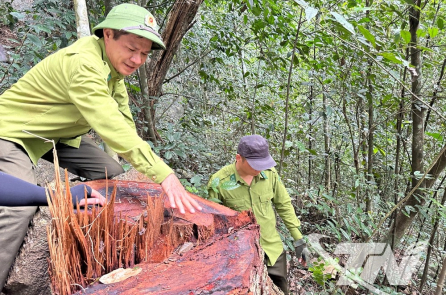 Hàng chục cây gỗ nghiến cổ thụ bị chặt hạ tại Vườn Quốc gia Ba Bể