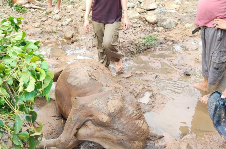 Lũ dâng đột ngột khiến khiến trâu bò chết ngổn ngang bên bờ suối