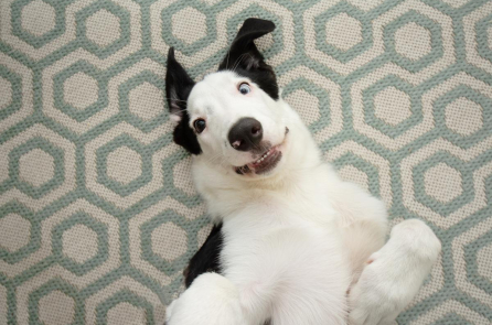 Phụ nữ California bị truy tố vì ghi danh chó đi bầu trong năm 2021 và 2022