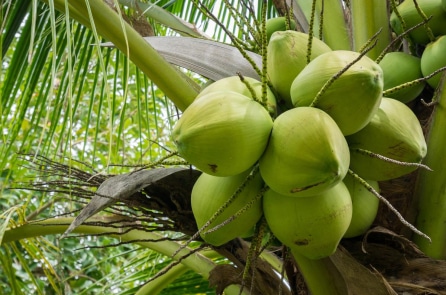 Xuất khẩu dừa tăng mạnh 40%, Mỹ soán ngôi số 1