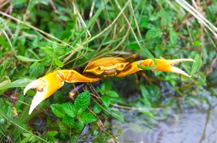 ‘Hiệu ứng con cua’ và lý do khiến 1 đội bóng mạnh tan vỡ