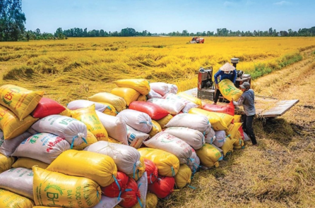 Giá gạo xuất khẩu giảm mạnh sau lệnh tạm ngừng nhập khẩu của Philippines