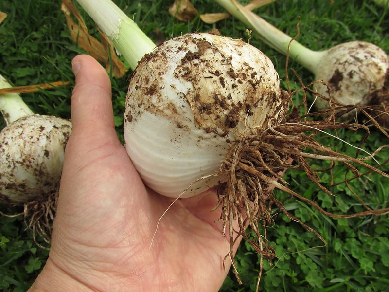 25176262862 95374f3a9f c