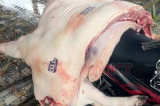 Cần Thơ: Thịt lợn đóng mộc an toàn nhiễm dịch tả lợn châu Phi