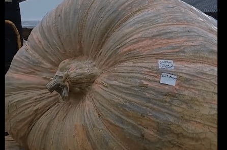 Hai anh em sinh đôi người Anh trồng được quả bí ngô lớn nhất thế giới, nặng 1.279 kg