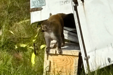 Cảnh sát Mỹ bắn chết khỉ thí nghiệm chạy thoát sau tai nạn xe tại Mississippi