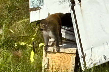 Cảnh sát Mỹ bắn chết khỉ thí nghiệm chạy thoát sau tai nạn xe tại Mississippi