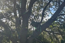 FBI điều tra chòi săn bắn tỉa gần nơi hạ cánh của Air Force One tại sân bay Palm Beach