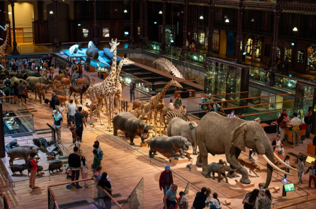 Một phụ nữ Trung Quốc bị truy tố vì trộm vàng trong bảo tàng tại Paris