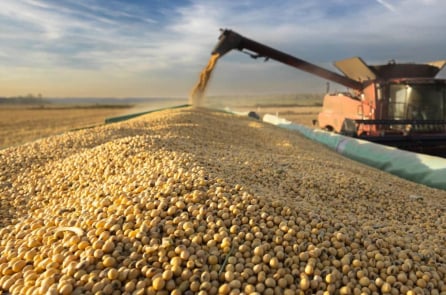 Trung Quốc nhanh chóng mua 2 tỷ USD đậu nành của Mỹ sau cuộc điện đàm Tập-Trump