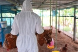 Chủng cúm gia cầm H9N2 có thể gây ra một đại dịch ở người