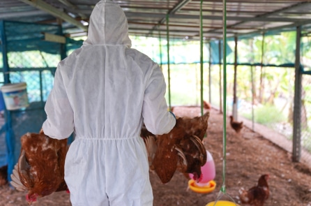 Chủng cúm gia cầm H9N2 có thể gây ra một đại dịch ở người