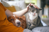Cặp đôi mới cưới ở Ấn Độ đệ đơn ly hôn vì xung đột với thú cưng