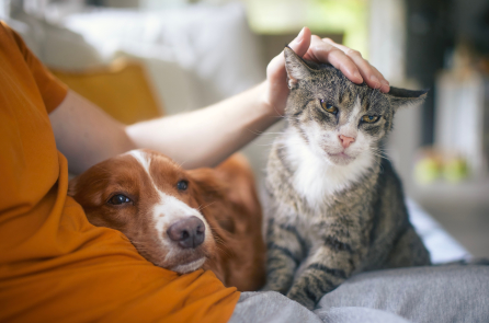 Cặp đôi mới cưới ở Ấn Độ đệ đơn ly hôn vì xung đột với thú cưng
