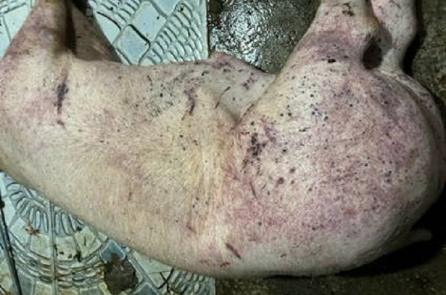 Kỹ sư thú y bán lợn bệnh, đưa vào chợ, bếp ăn công nhân