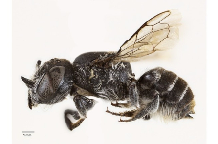 Phát hiện loài ong ‘Lucifer’ có sừng giống quỷ ở Úc