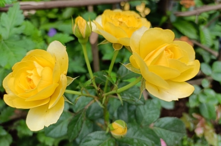 Ai là “người độc hại”?