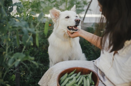 Chủ nuôi chó mèo ở TP.HCM phải khai báo, tiêm vắc-xin và rọ mõm đầy đủ