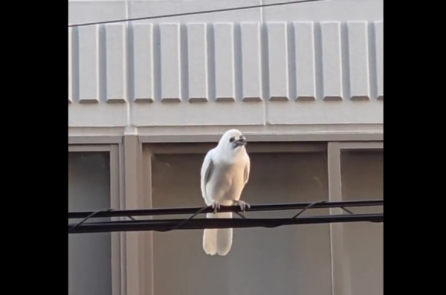 Quạ trắng xuất hiện ở cố đô Nhật Bản, thu hút 3 triệu người xem – VIDEO