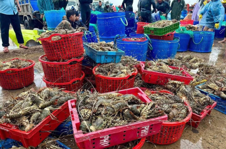 Nước lũ cuốn trôi 20 triệu con tôm hùm ở Đắk Lắk, thiệt hại hàng nghìn tỷ đồng