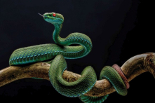 Thu hồi giải nhất ảnh rắn lục đuôi đỏ cuộc thi Thiên nhiên hoang dã Việt Nam 2025