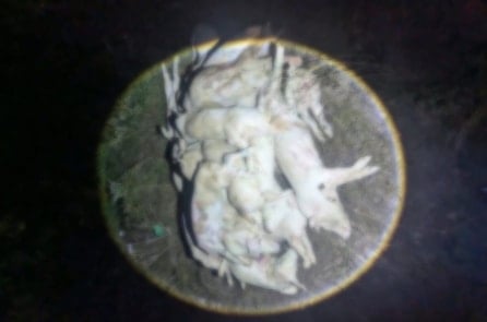 Khánh Hòa: Hàng trăm con heo chết, nghi bị bệnh chuẩn bị đưa ra thị trường tiêu thụ