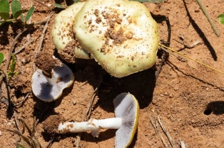 Nấm độc khiến 1 người tử vong, 21 người ngộ độc – California phát cảnh báo khẩn