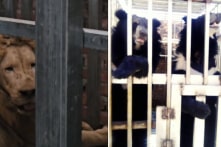 Quân đội Thái Lan đột kích sòng bạc ở Campuchia, giải cứu 5 mãnh thú bị bỏ đói