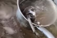 Cư dân mạng phát hiện “chuột hầm nhừ trong nồi nước canh” ở Quảng Tây [VIDEO]