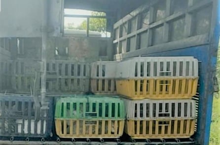 Đồng Tháp phát hiện vận chuyển hơn 600kg mèo không rõ nguồn gốc