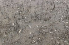 Sự cố tràn dầu diesel tại Dung Quất gây cá chết hàng loạt