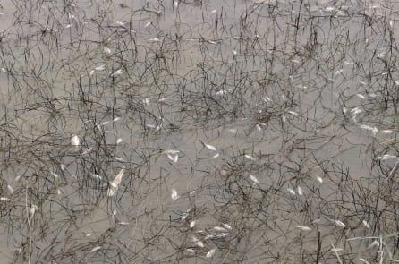 Sự cố tràn dầu diesel tại Dung Quất gây cá chết hàng loạt