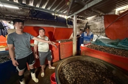 500 tấn natri silicate ngâm 3.000 tấn ốc: Nguy cơ suy gan, suy thận cho người tiêu dùng