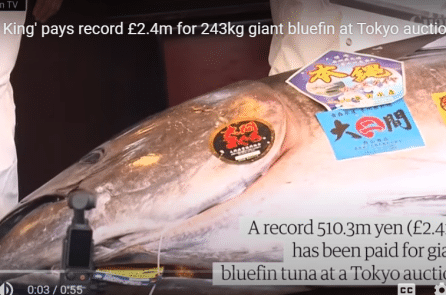 “Vua cá ngừ” chi kỷ lục 2,4 triệu bảng Anh để mua cá ngừ vây xanh khổng lồ “Vua cá ngừ” chi kỷ lục 2,4 triệu bảng Anh để mua cá ngừ vây xanh khổng lồ