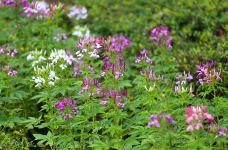 Câu chuyện trồng hoa – Hồng ri thời son phấn