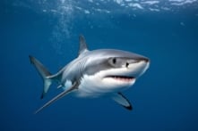 4 vụ cá mập tấn công du khách lướt sóng trong vòng 3 ngày tại Úc