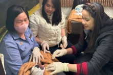 Kỳ tích trên chuyến tàu Nam-Bắc: Sản phụ sinh non 34 tuần tuổi được đỡ thành công