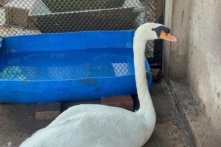 Thiên nga trắng bị bắt trộm khỏi Thảo Cầm Viên được giải cứu