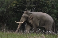 Thái Lan: Voi rừng tấn công du khách, 1 người thiệt mạng