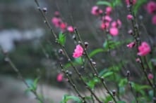 Thời tiết dịp Tết Nguyên đán 2026 ra sao?