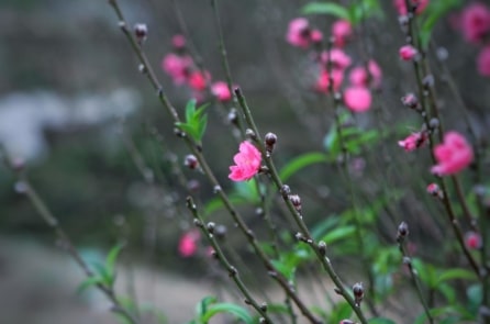 Thời tiết dịp Tết Nguyên đán 2026 ra sao?